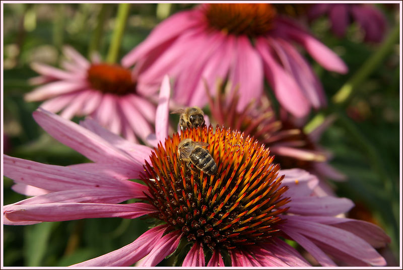 bienen beim brunchen