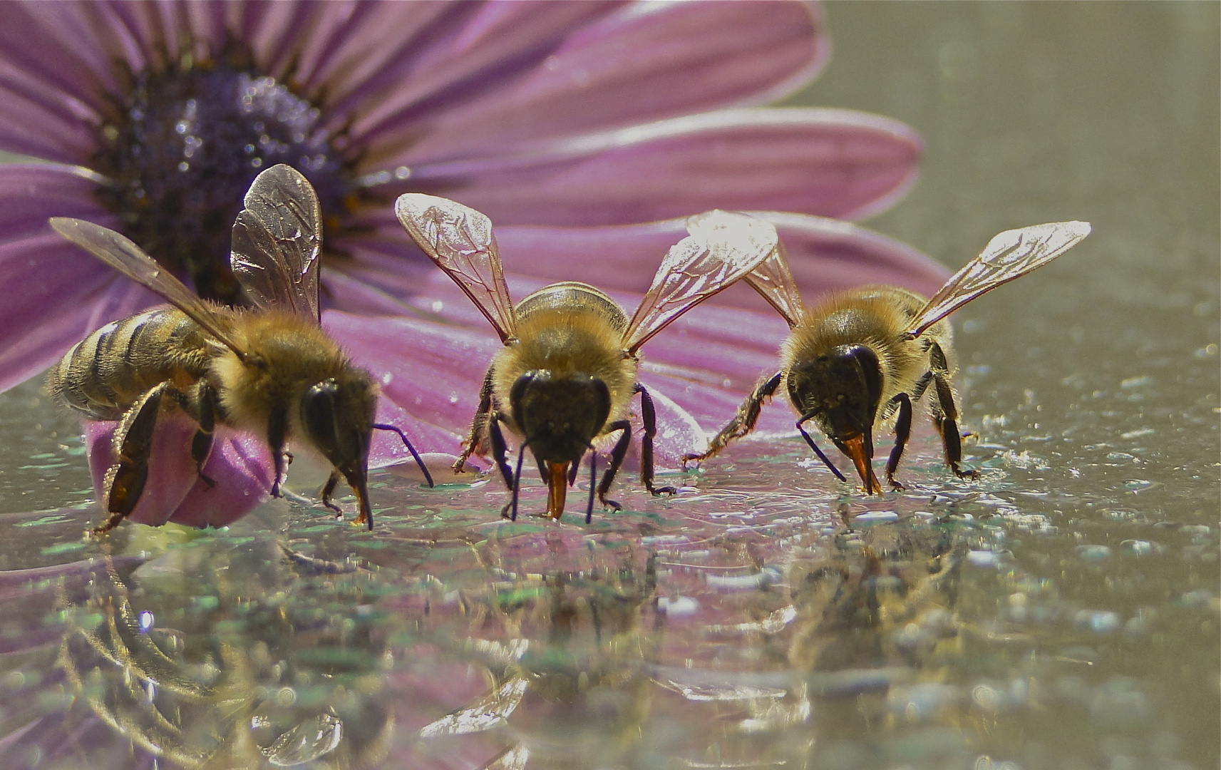 Bienen beim Honigschlecken
