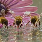 Bienen beim Honigschlecken