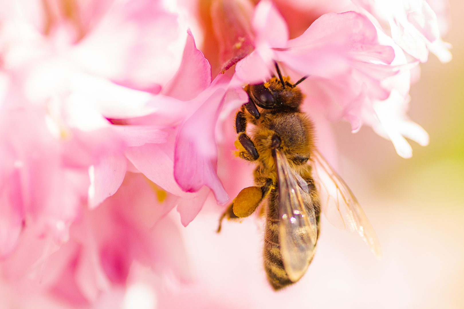 Bienen beim Mittagessen