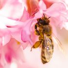 Bienen beim Mittagessen