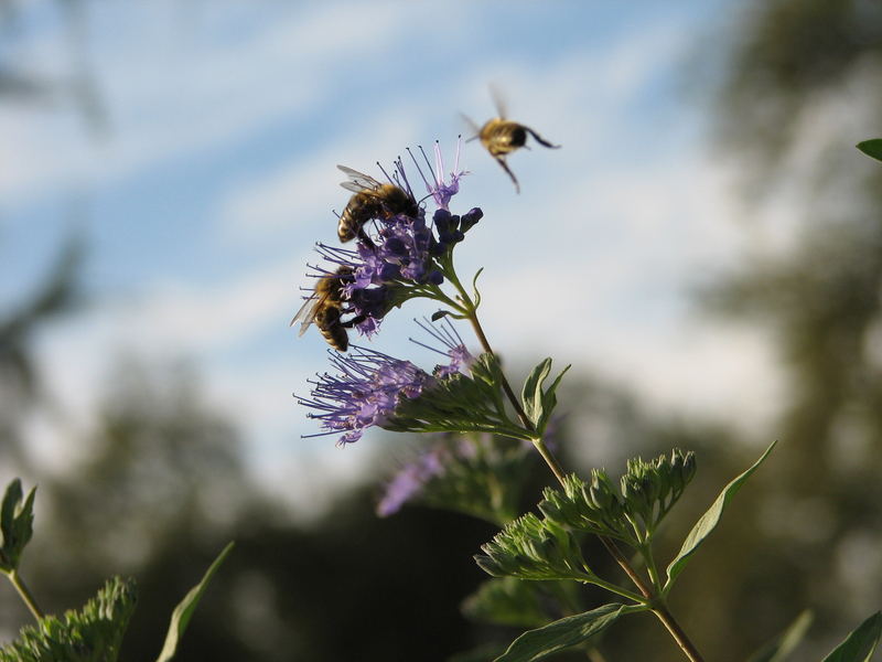 Bienen beim Nektarsammeln