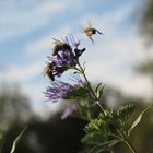 Bienen beim Nektarsammeln