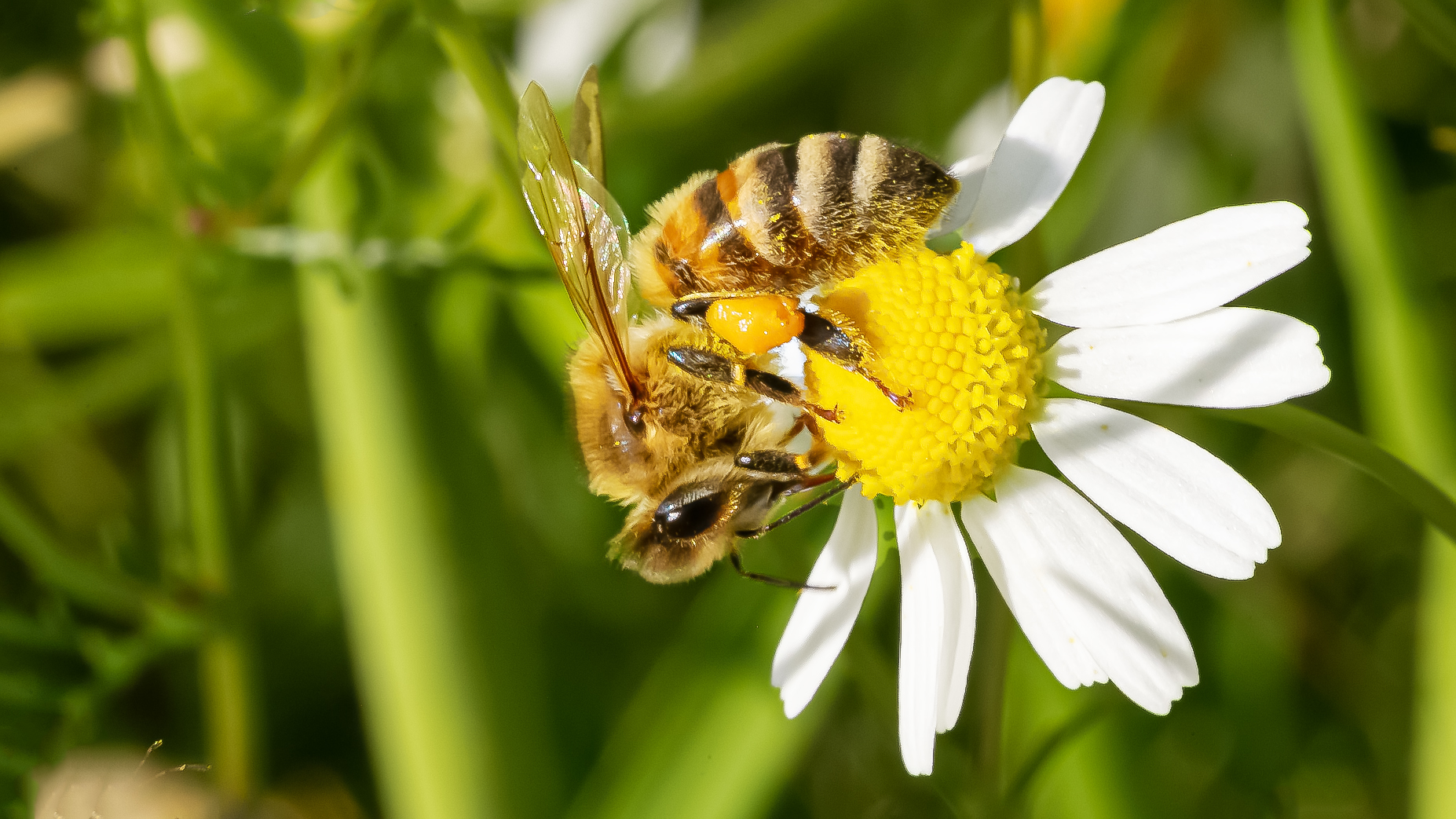 Bienen beim Sameln