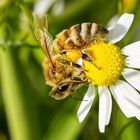 Bienen beim Sameln