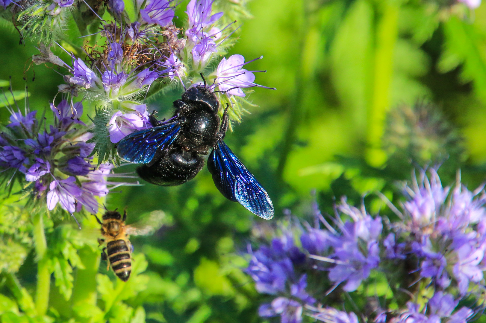 Bienen beim Sammeln