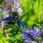 Bienen beim Sammeln