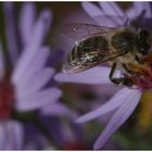 Bienen beim Schmausen