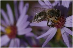 Bienen beim Schmausen