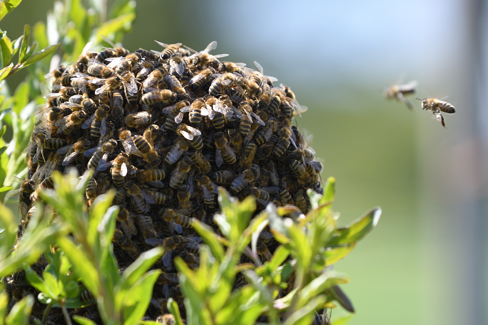 Bienen beim Schwärmen Foto & Bild tiere, wildlife, insekten Bilder auf Bienen beim Schwärmen Foto & Bild tiere, wildlife, insekten Bilder auf