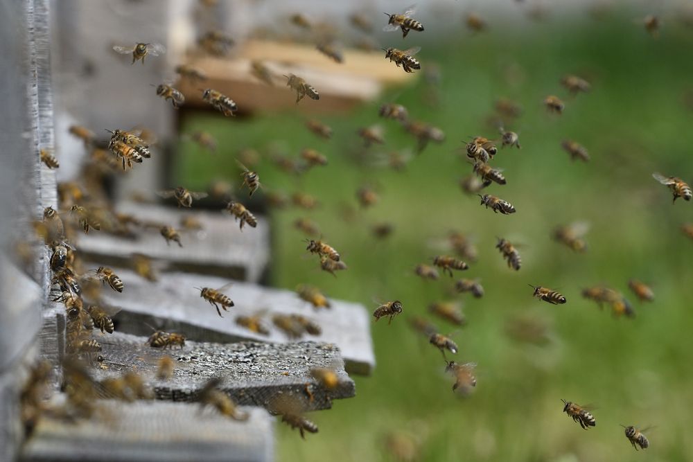 Bienen beim Schwärmen Foto & Bild tiere, wildlife, insekten Bilder auf Bienen beim Schwärmen Foto & Bild tiere, wildlife, insekten Bilder auf