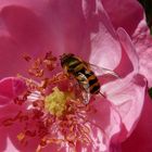 Bienen-Besuch im Innern der Rosenblüte