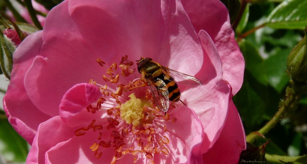 Bienen-Besuch im Innern der Rosenblüte