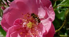 Bienen-Besuch im Innern der Rosenblüte