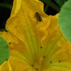 Bienen bevorzugen Zucchiniblüten