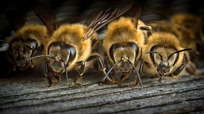 Bienen bilden Abwehrphalanx gegen Hornissen
