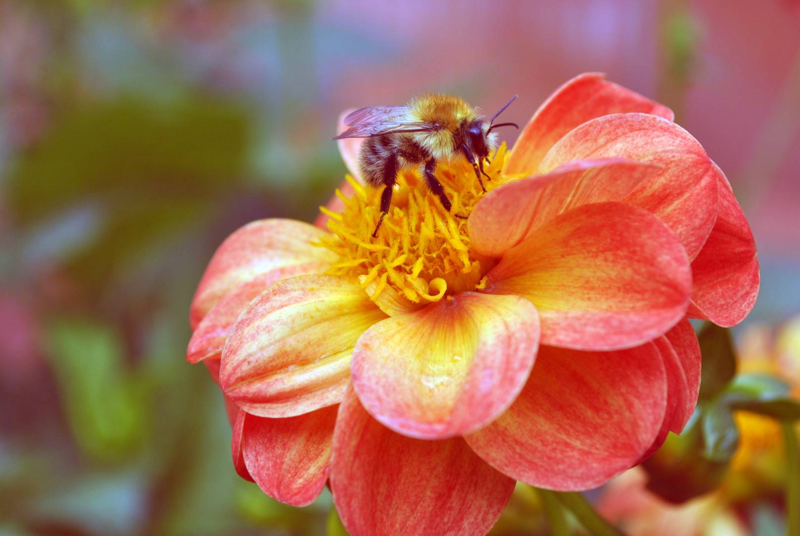 Bienen-Blumen.