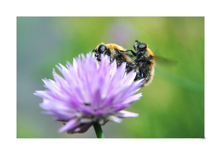 Bienen. Blumen.