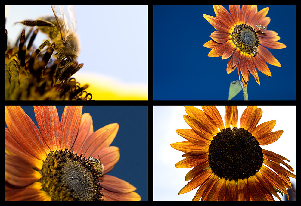 Bienen & Blumen bei besten Bedingungen