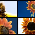 Bienen & Blumen bei besten Bedingungen