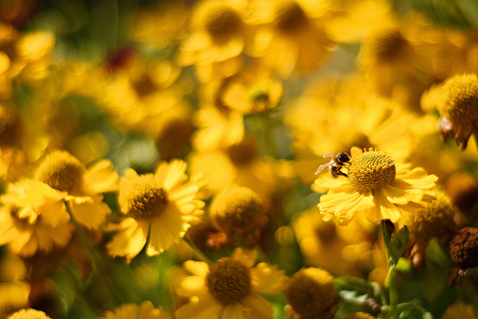 Bienen- Blumen- Lichtwelt