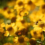 Bienen- Blumen- Lichtwelt