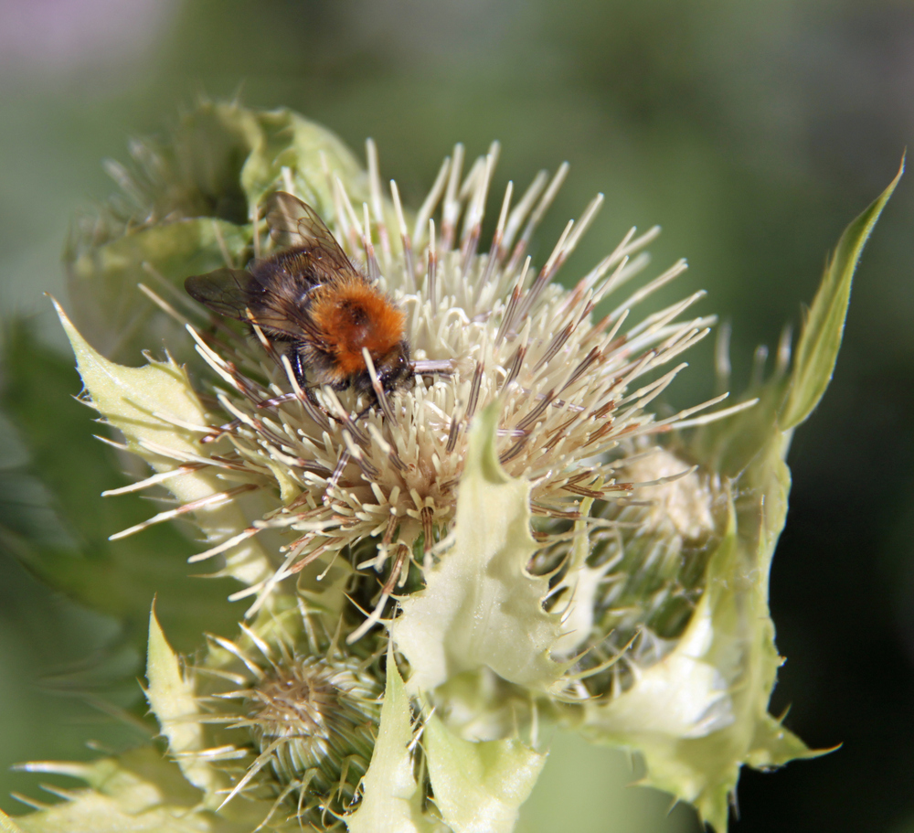 Bienen-Brotzeit