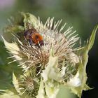 Bienen-Brotzeit