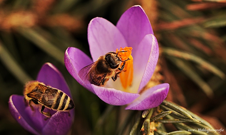 Bienen