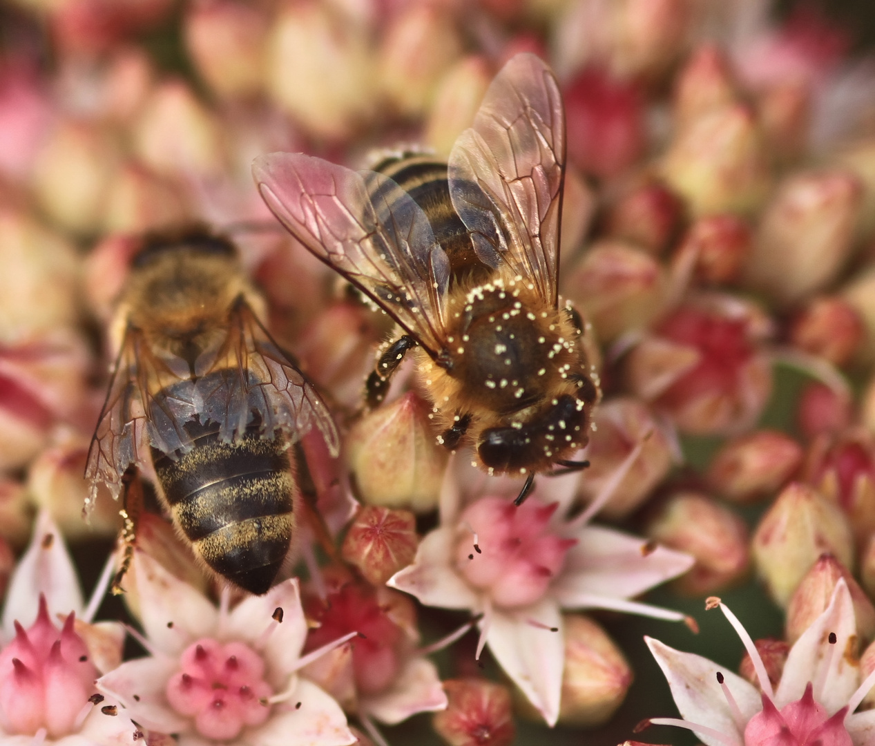 Bienen