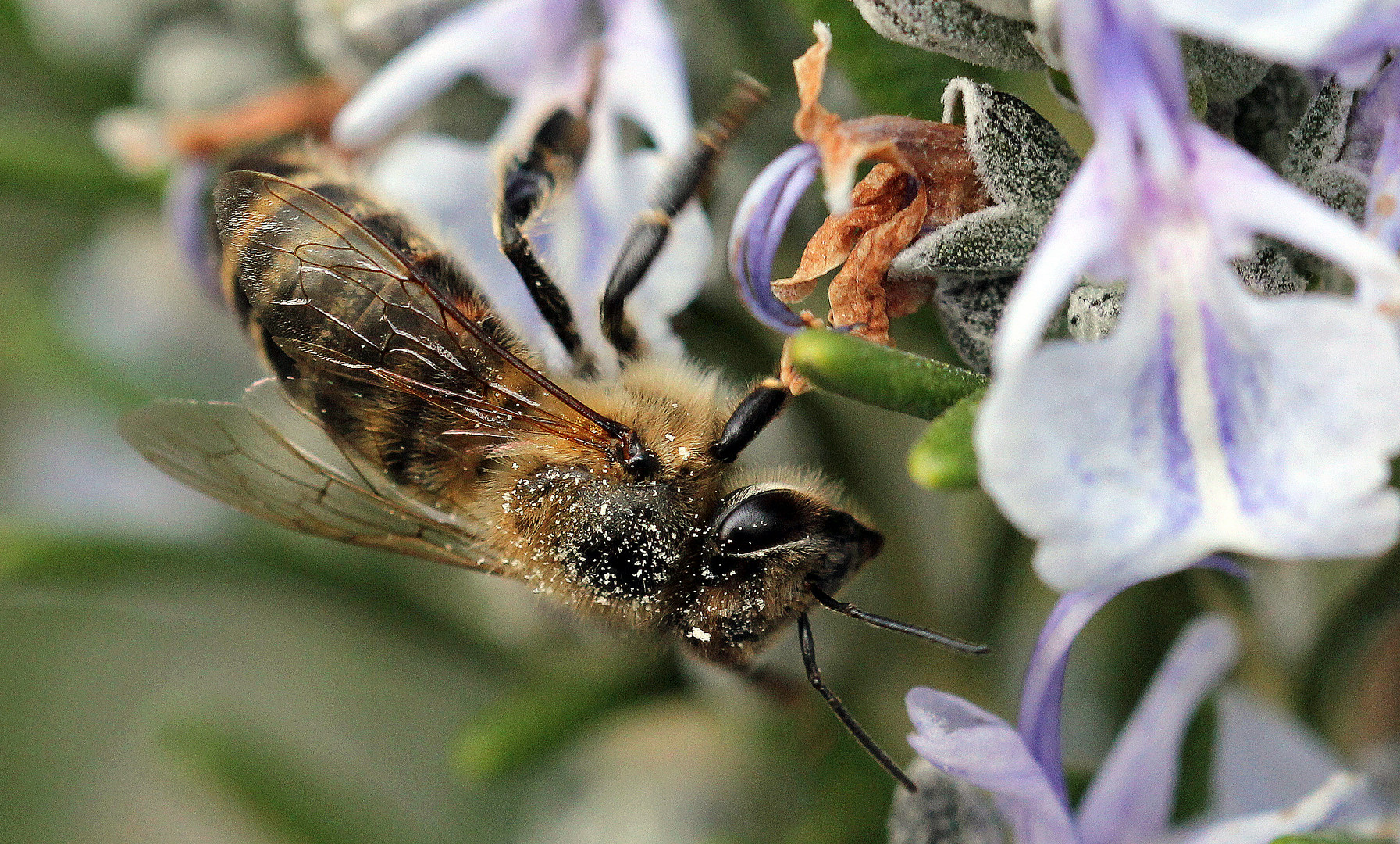 Bienen