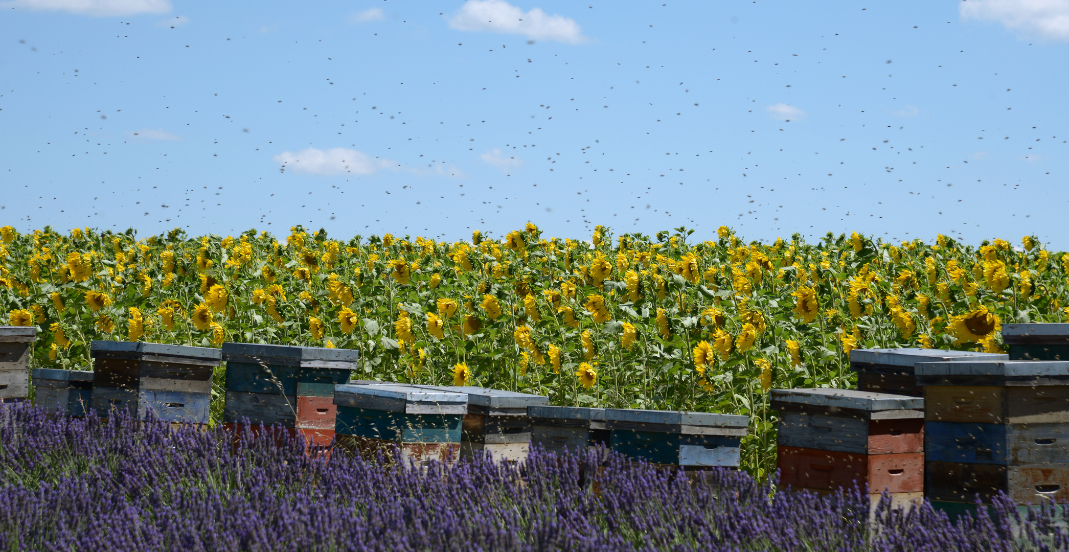 Bienen