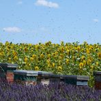 Bienen