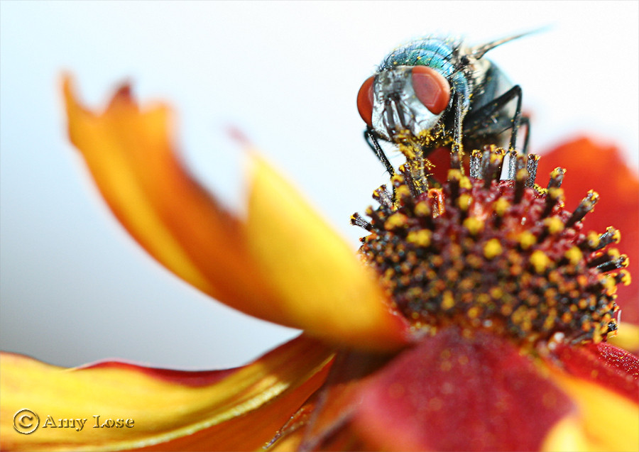 Bienen-Clon