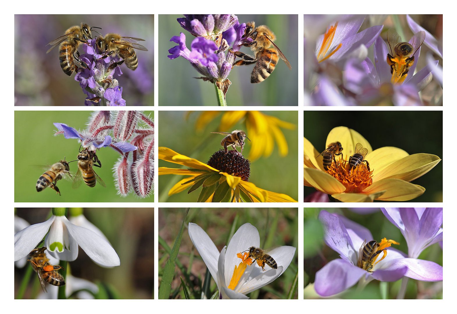 Bienen-Collage