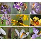 Bienen-Collage