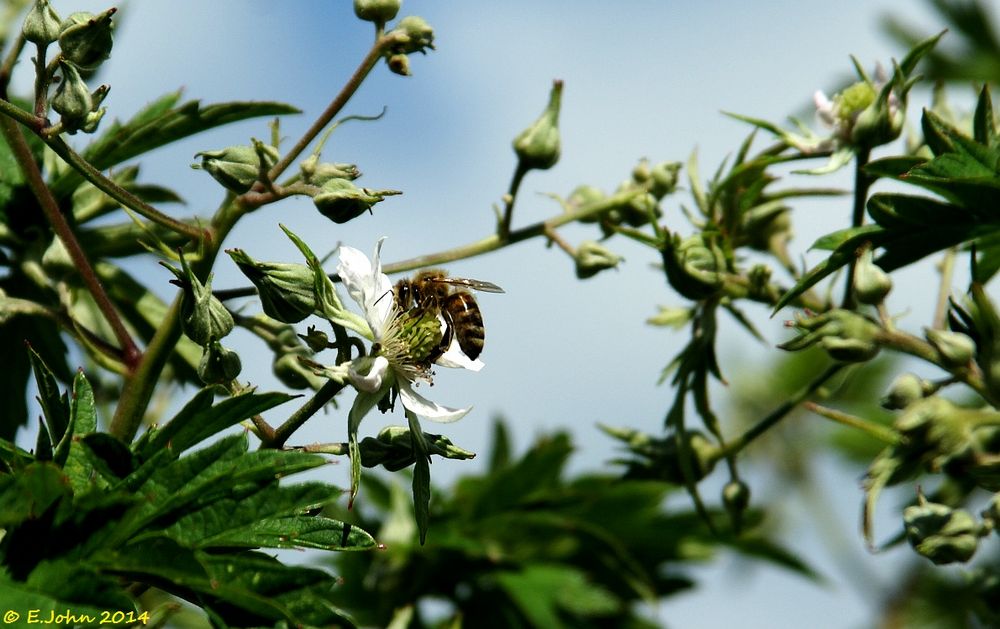 Bienen