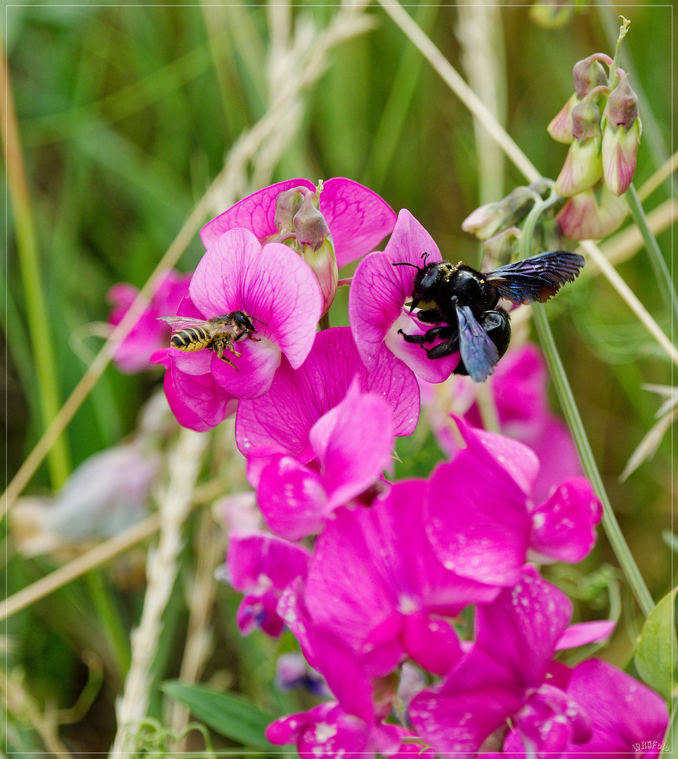 Bienen …