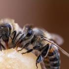 Bienen