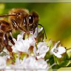 Bienen die Xte