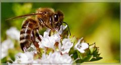 Bienen die Xte