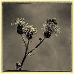 " Bienen" - Distel