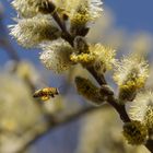 Bienen-Doku - endlich Wärme