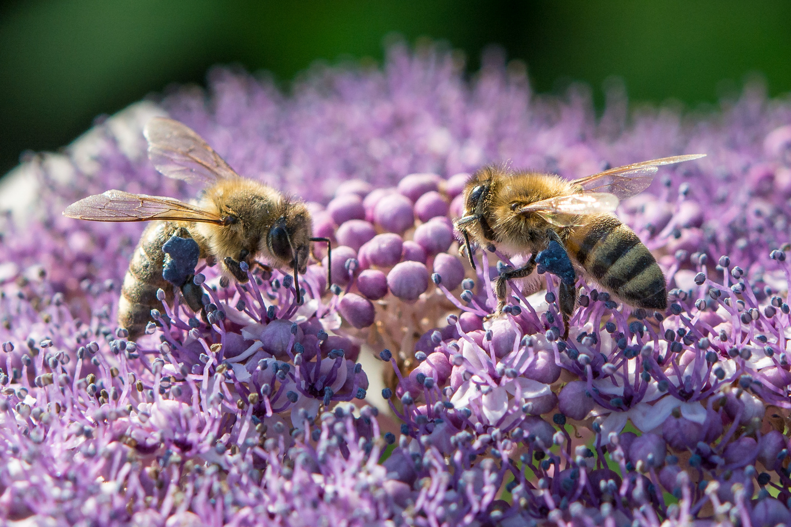 Bienen DUO