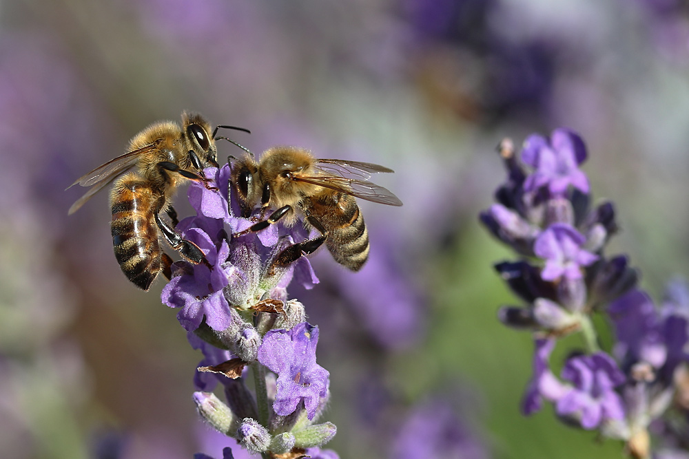 Bienen-Duo