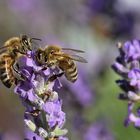 Bienen-Duo