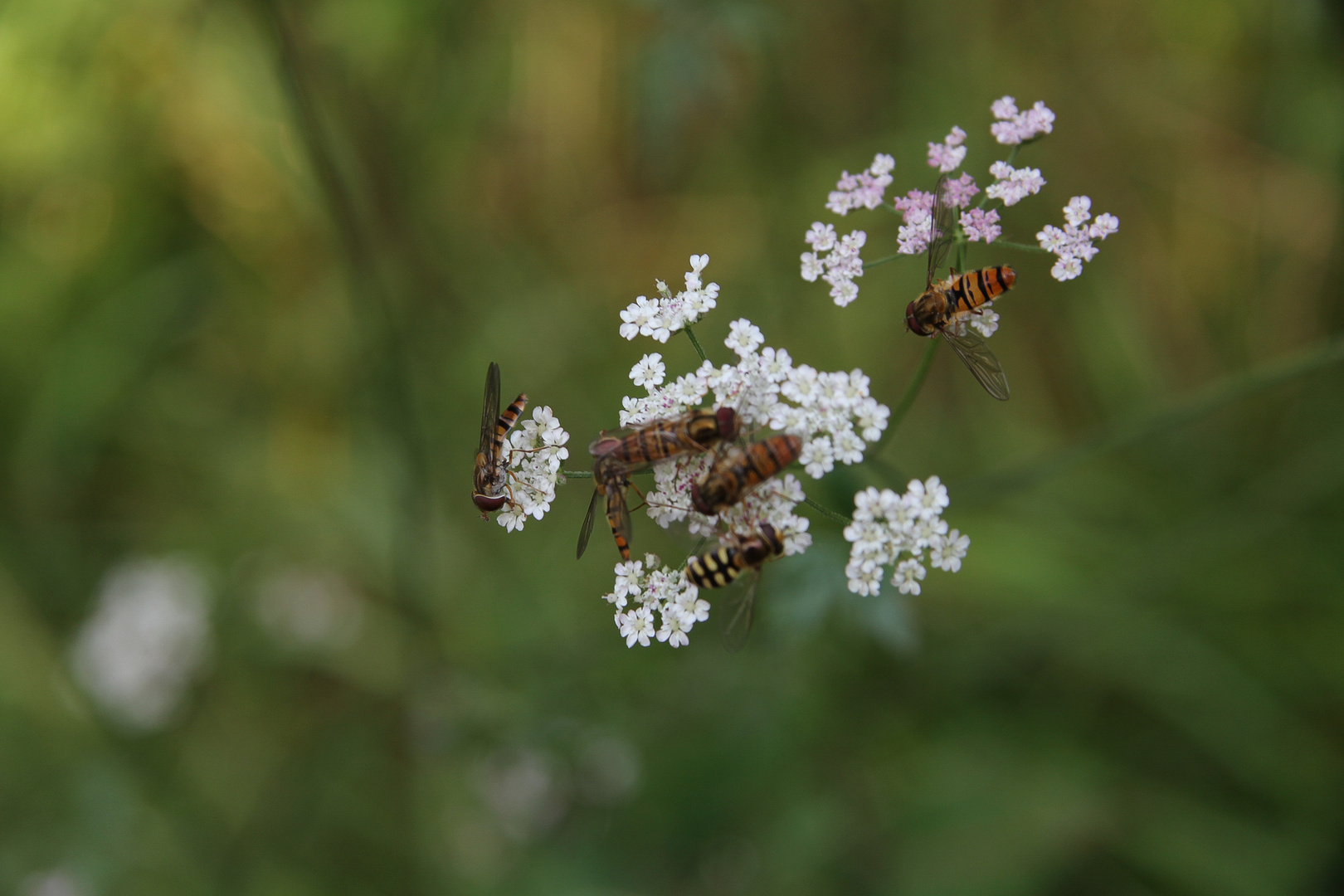 Bienen