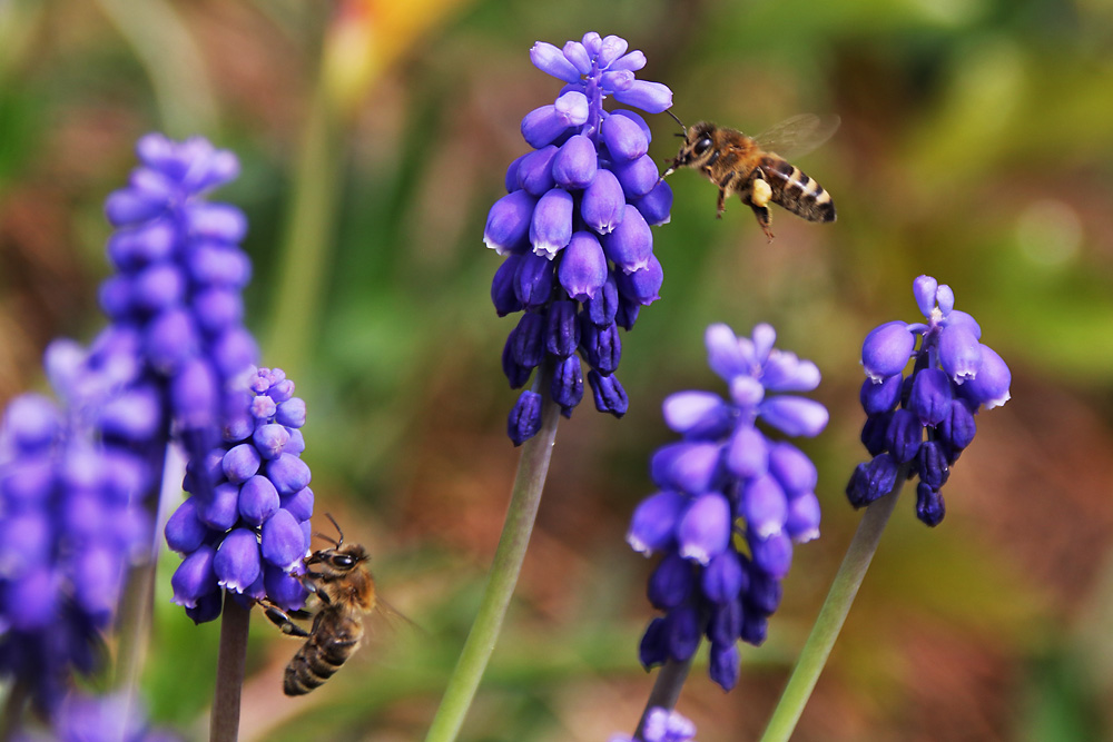 Bienen: eine an der Blüte, die andere im Anflug