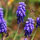 Bienen: eine an der Blüte, die andere im Anflug