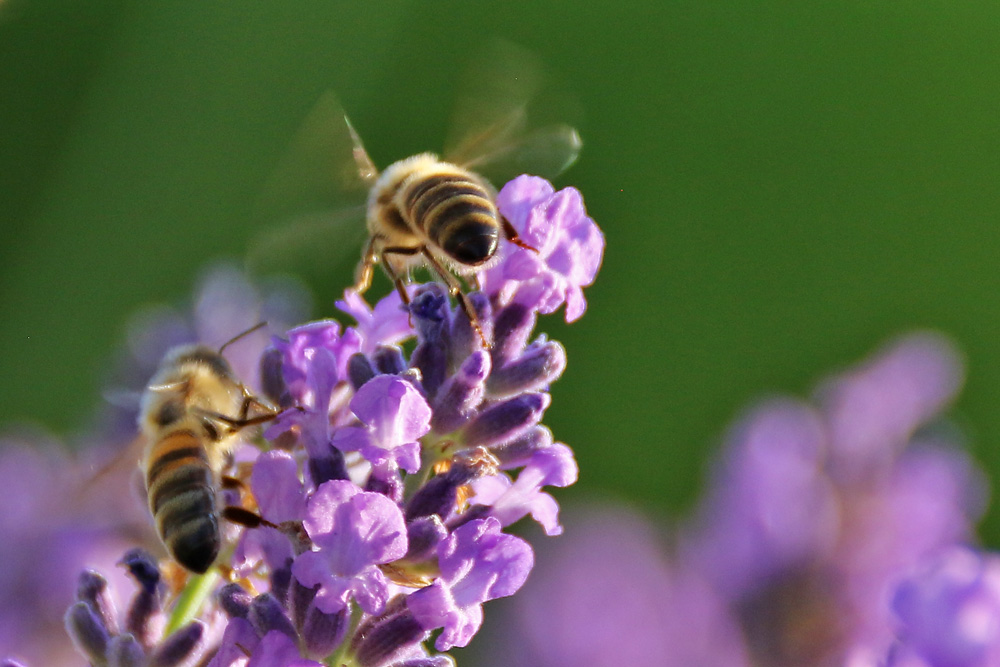Bienen-Event am Lavendel.........